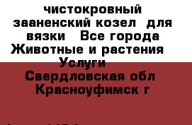 чистокровный зааненский козел  для вязки - Все города Животные и растения » Услуги   . Свердловская обл.,Красноуфимск г.